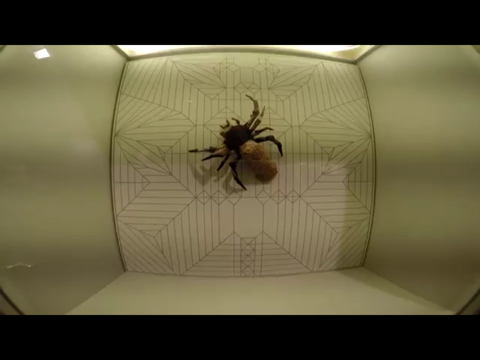 Spider