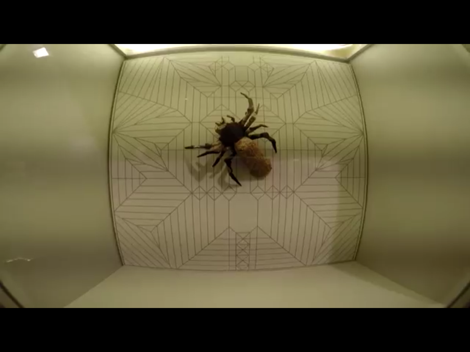Spider
