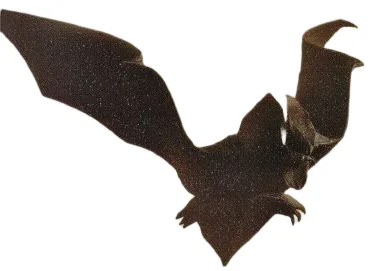 Vampire bat