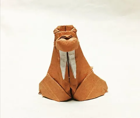 Walrus