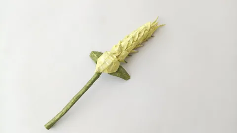 Wheat