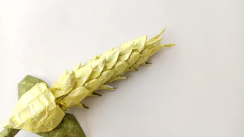 Wheat