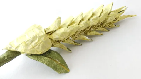 Wheat