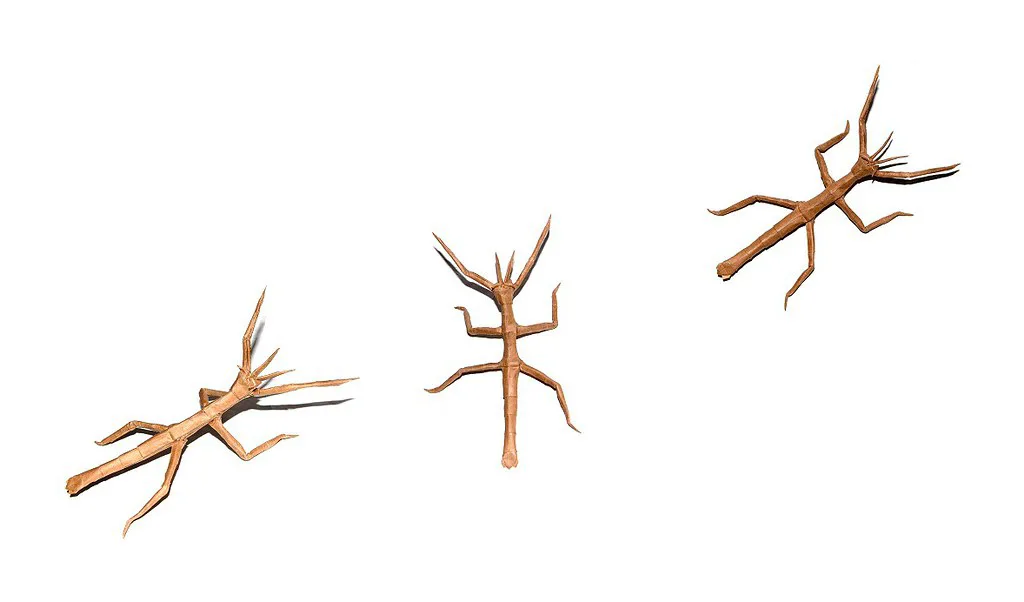 Walking stick
