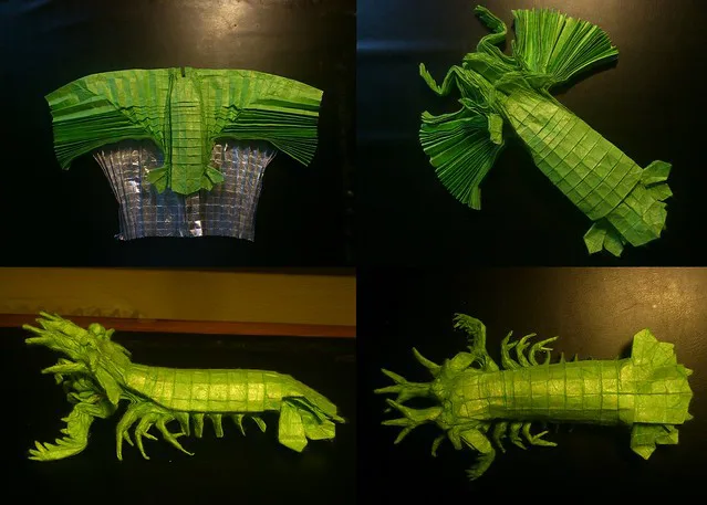 Mantis shrimp
