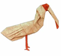Crested ibis