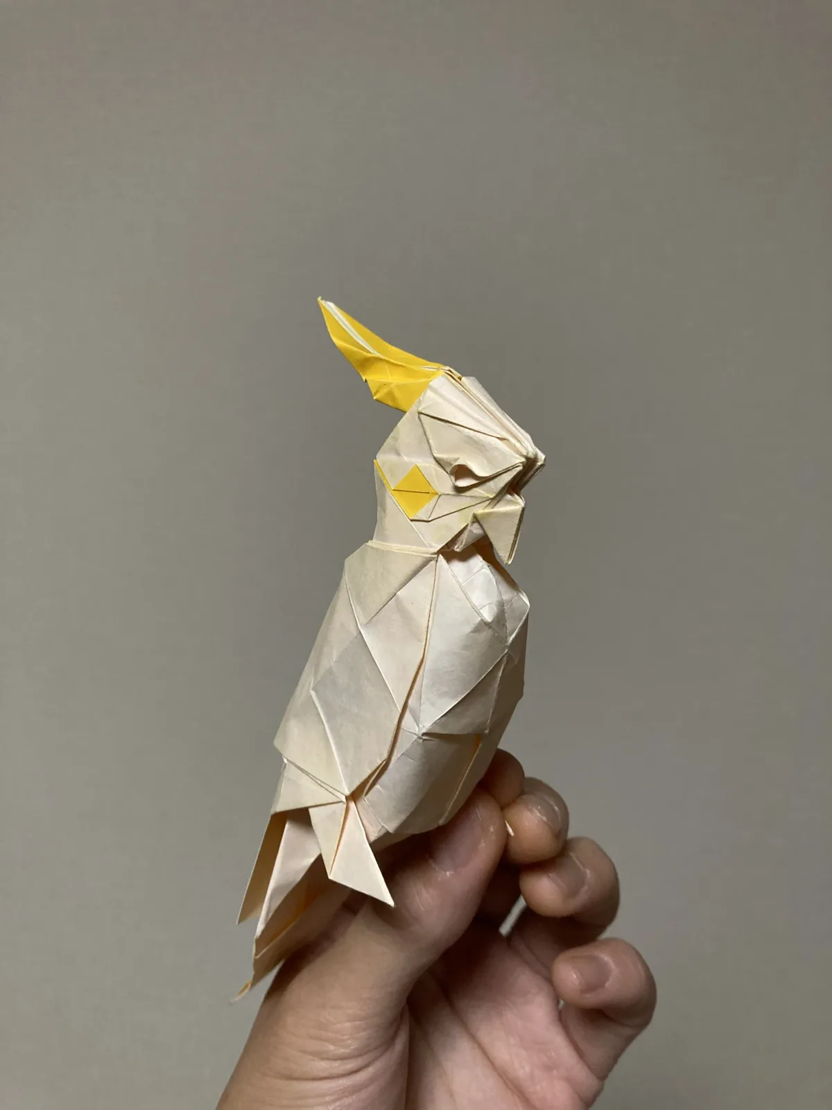Cockatiel