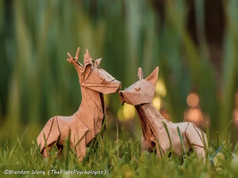 Deer Couple