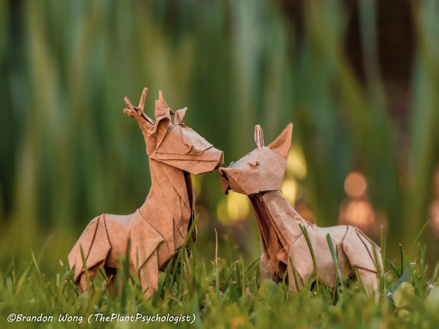 Deer Couple