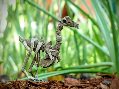 Dodo Skeleton