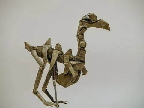 Dodo Skeleton