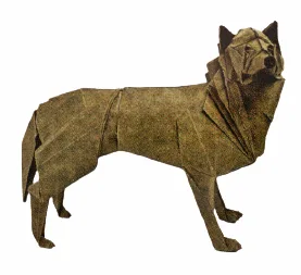 Gray wolf