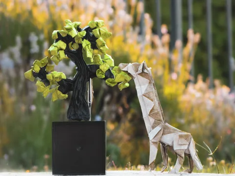 giraffe evolution