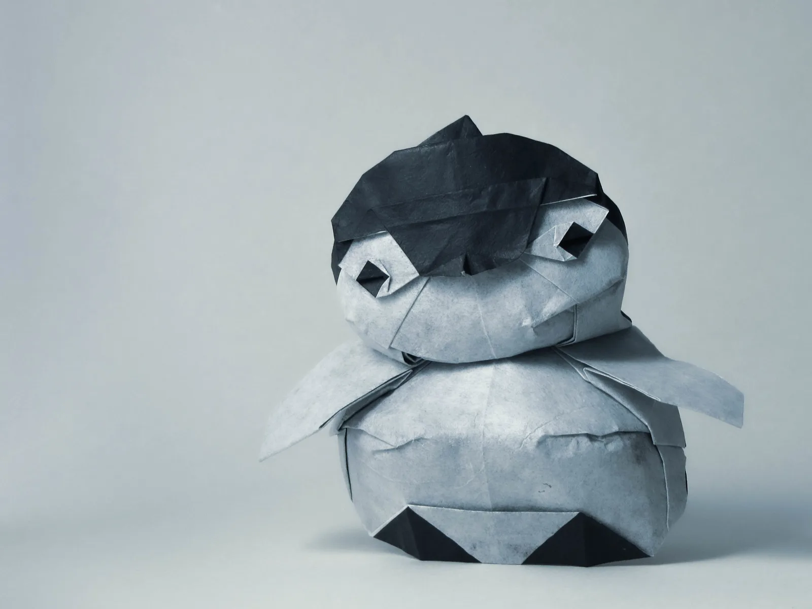 penguin chick