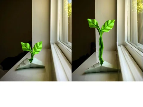 sprout