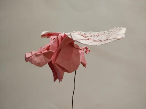 flying pig