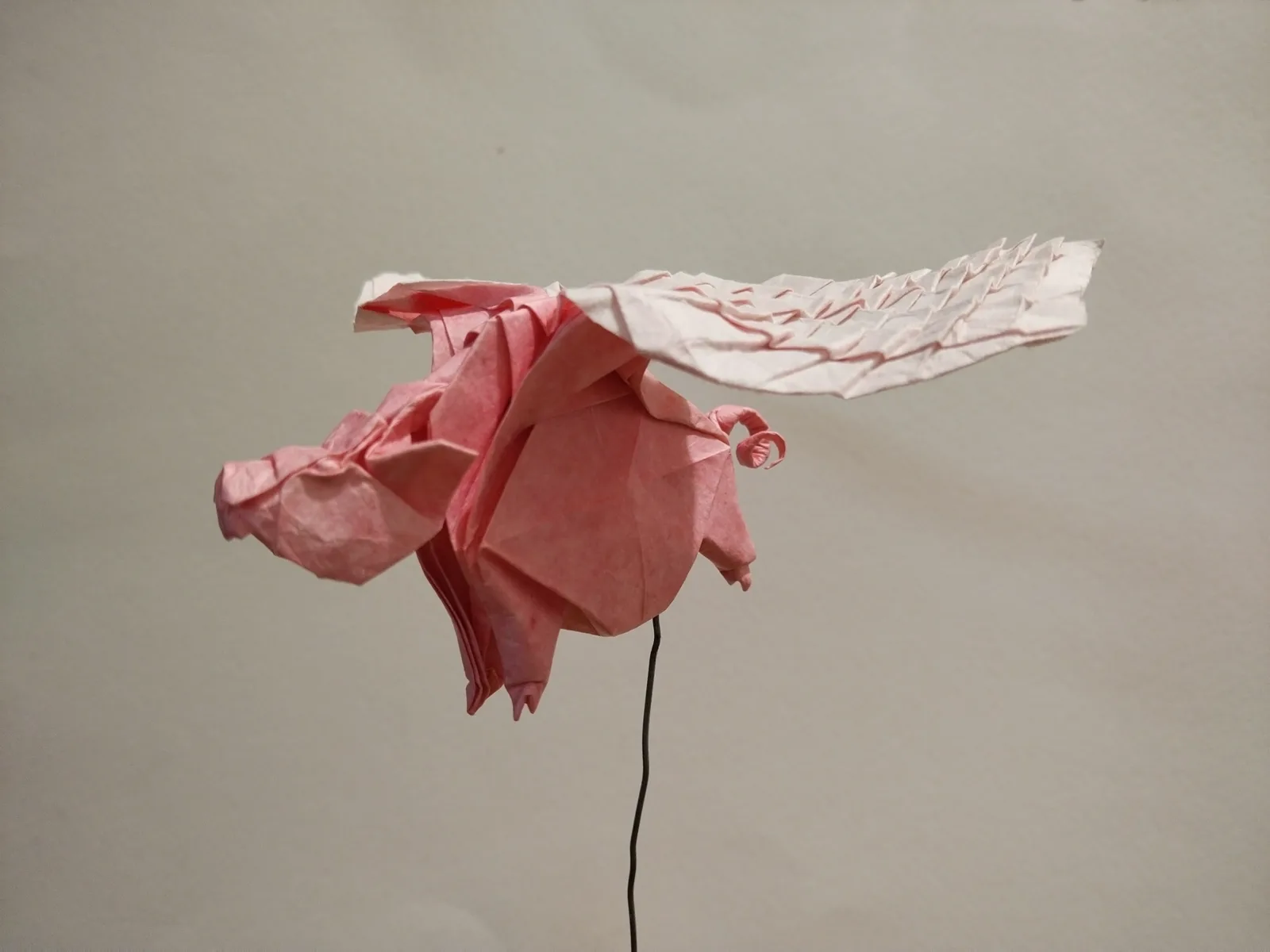 flying pig