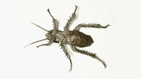 Anatomically Precise Cockroach