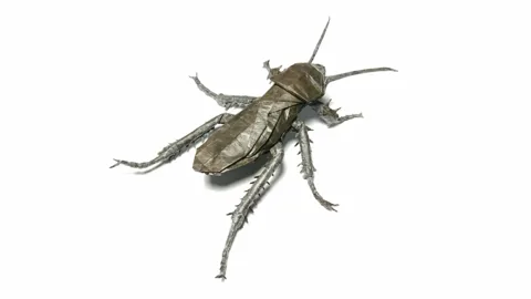 Anatomically Precise Cockroach