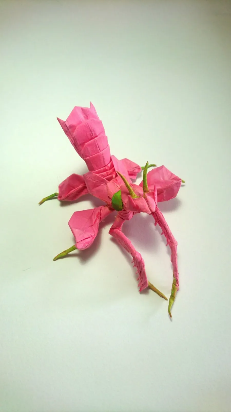 Orchid Mantis