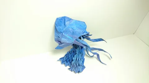 Portuguese Man o' War