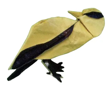 Black-naped oriole
