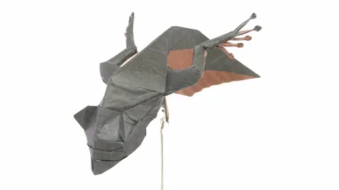 Tadpole v2