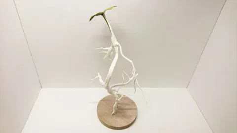 Weed