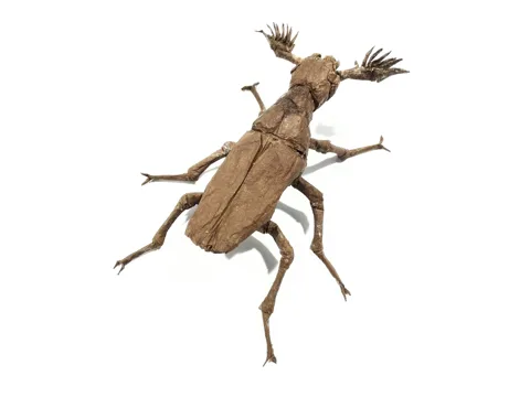 Ptilophorus Dufouri