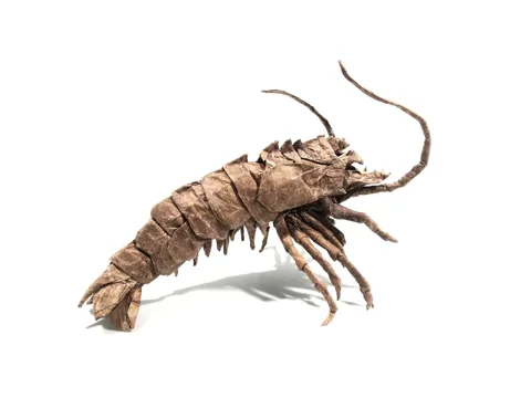 Sicyonia Brevirostris