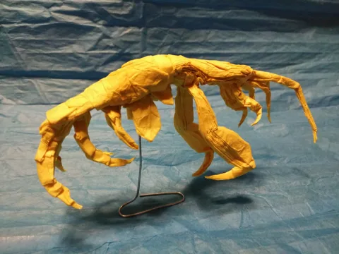 Skeleton Shrimp
