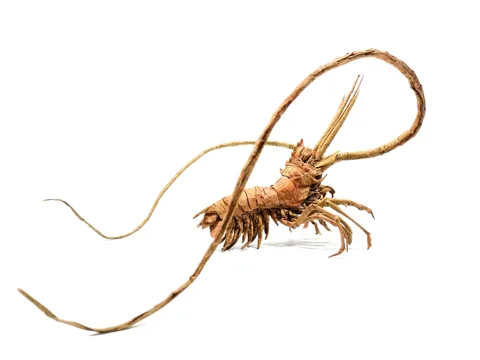Solenocera Membranacea
