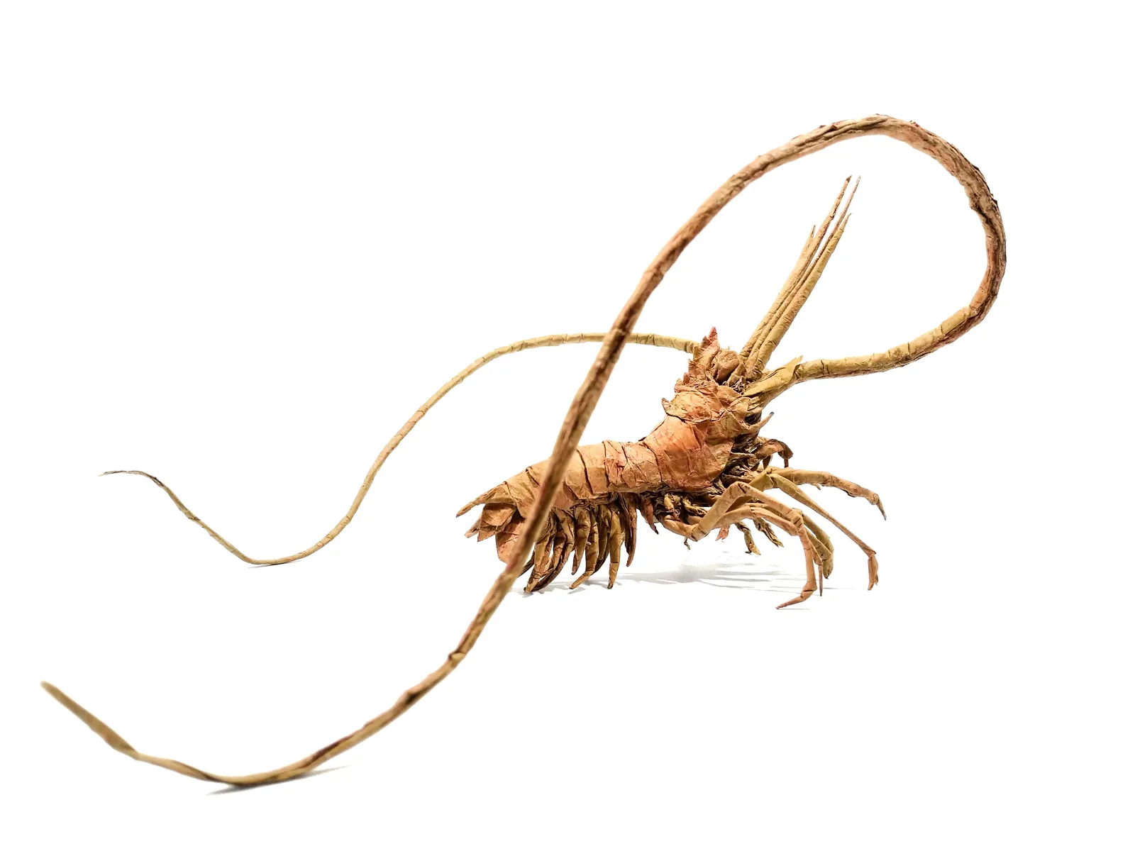 Solenocera Membranacea
