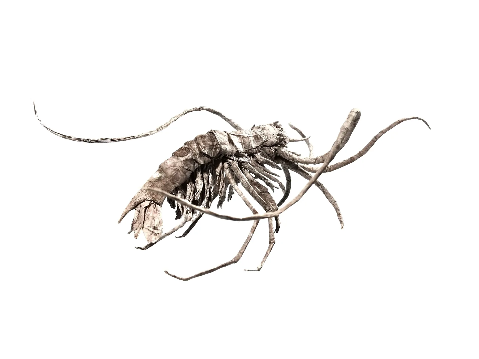 Xiphopenaeus Kroyeri