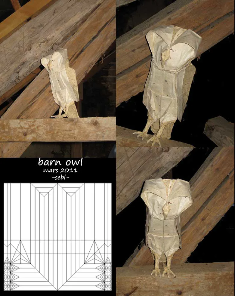Barn owl