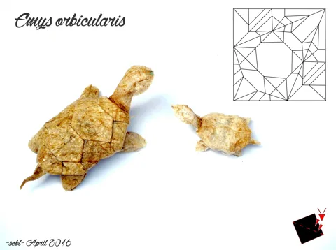 Emys orbicularis