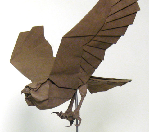 Coopers Hawk