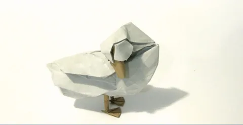 Duck