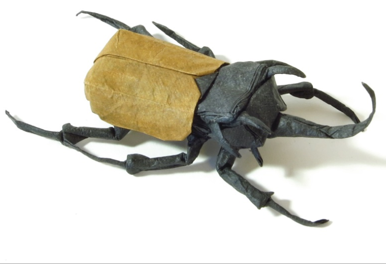 Eupatorus Gracilicornis