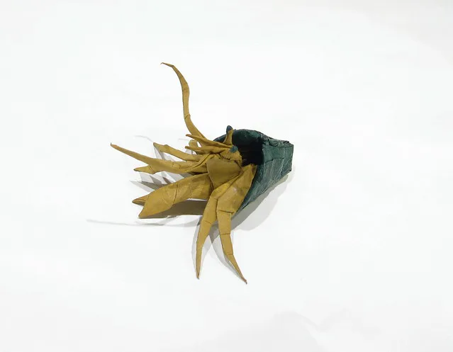 Hermit Crab