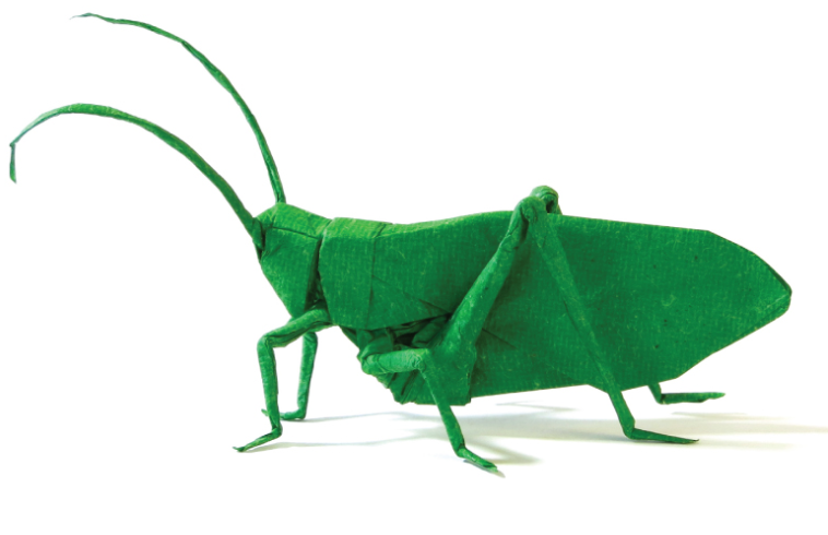 Katydid (PD)