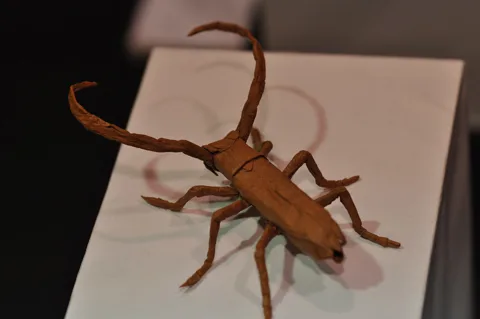Longhorn Beetle