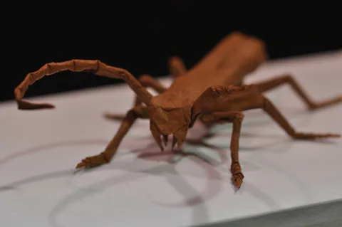 Longhorn Beetle