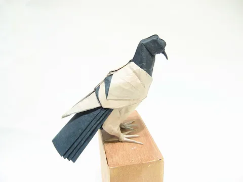 Pigeon
