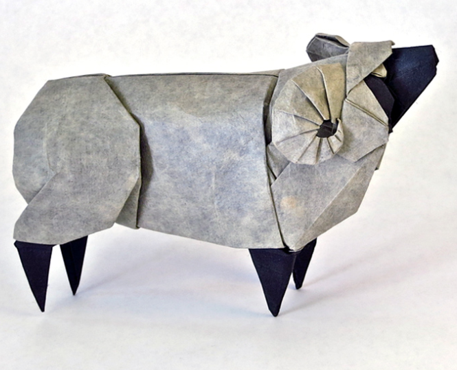 Sheep