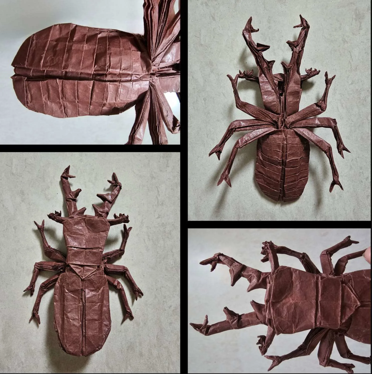 Elk stag beetle␠