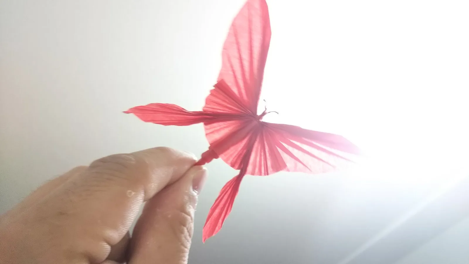 Butterfly 2