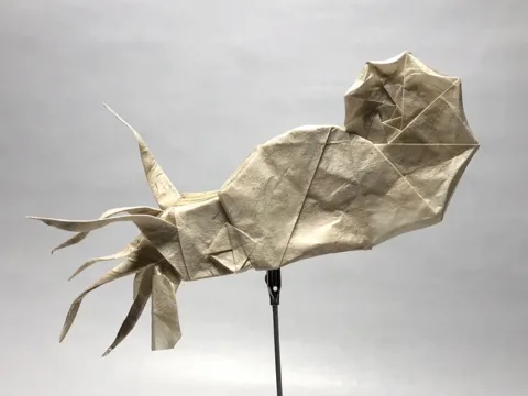 Winged Argonaut
