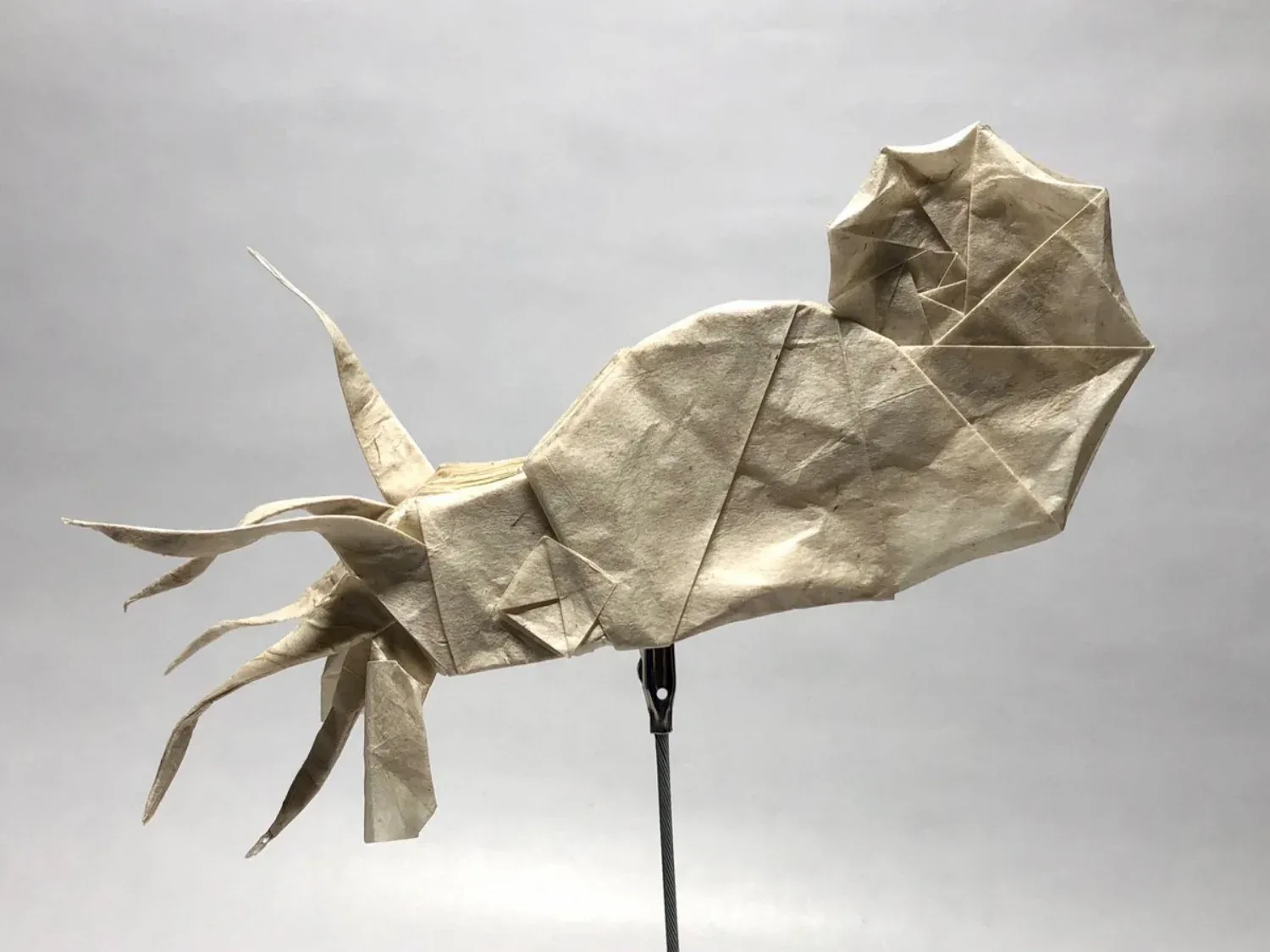 Winged Argonaut