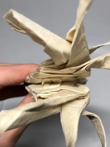 Winged Argonaut